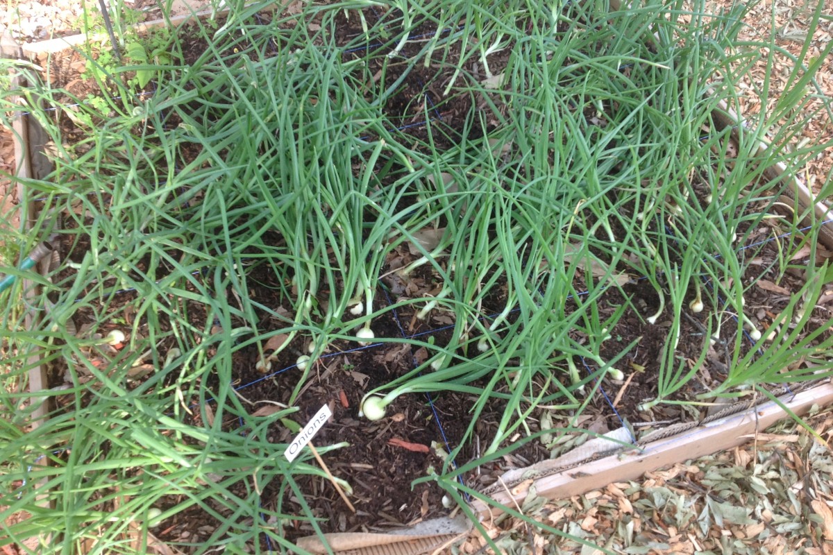 BEATLANTA GARDEN: Planting Onions