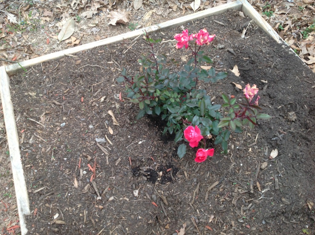 [rose] 4 weeks
