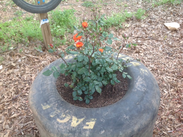 [garden] tire rose