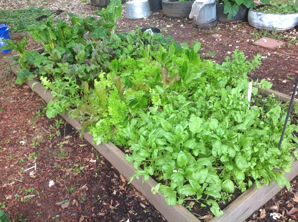 [garden] lettuce 5.20.14
